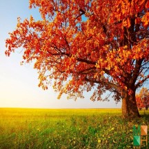 Tranh dán tường Hàn Quốc 3d khổ lớn ở Hà Nội NA - 425